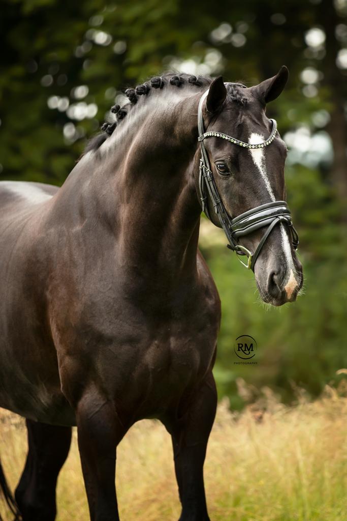 horse racing law and legal services