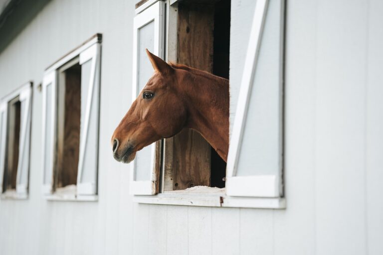horse protection act and equilaw